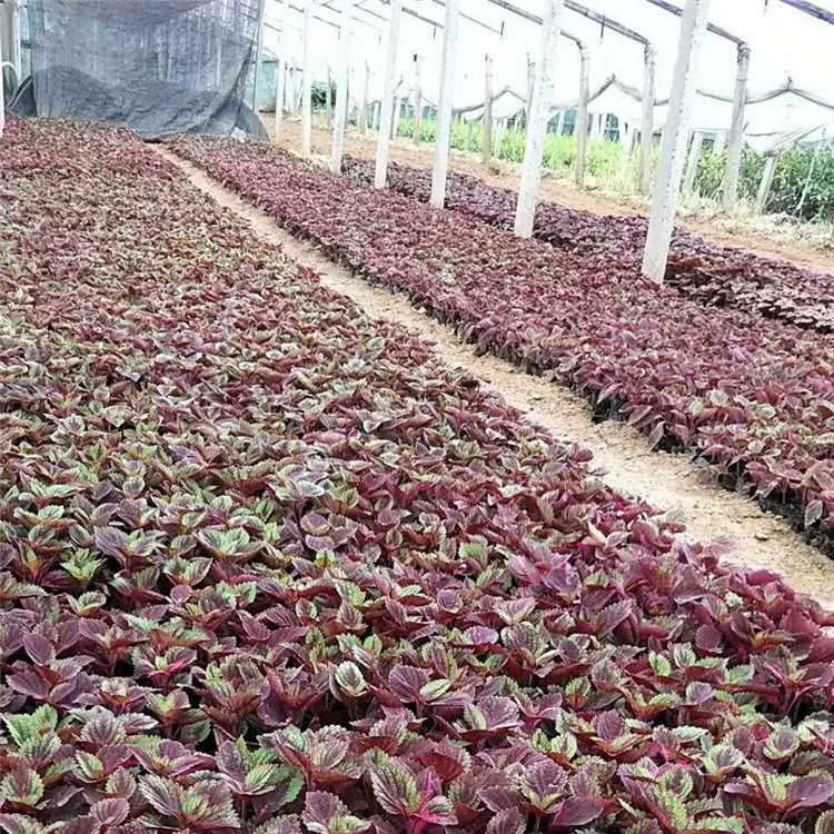 双色盆彩叶草  株型美观 色彩多用 繁殖简便 多用于园林城市绿化