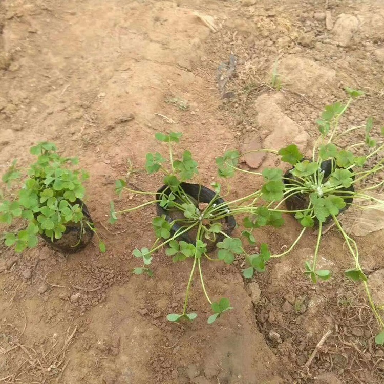 山东花卉基地  炸酱草种植基地 四季草花