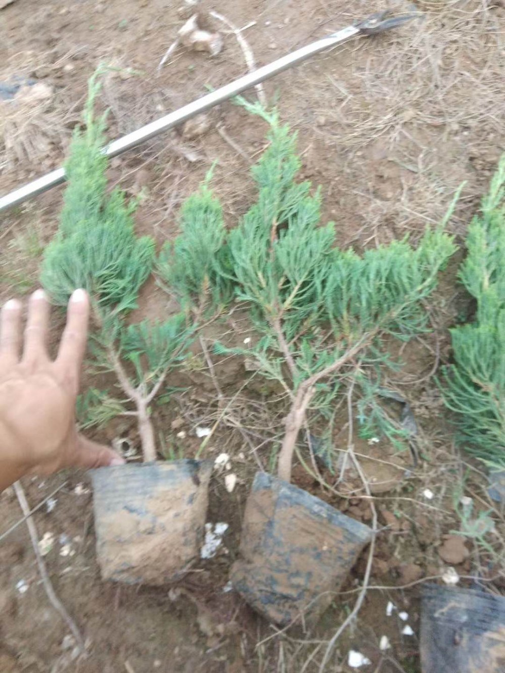 北方龙柏苗嫁接  小龙柏工程苗批发   基地大量供应
