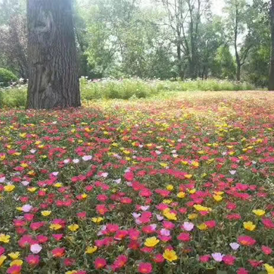 太阳花盆栽苗 太阳花盆栽 河北太阳花种植基地