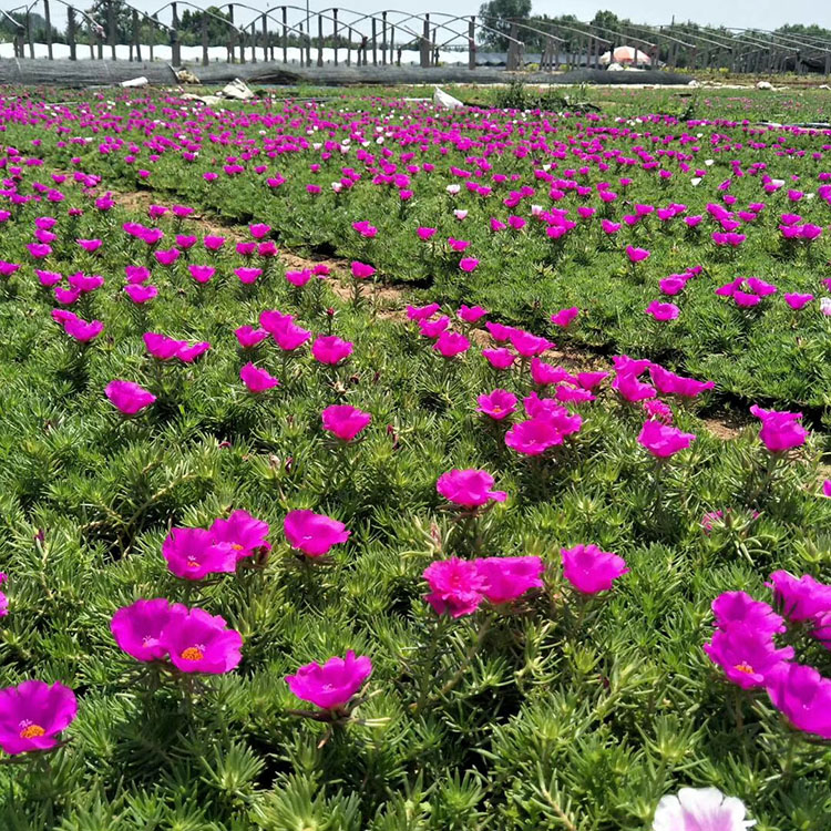 半枝莲花苗价格 半枝莲基地批发销售 半枝莲苗圃花苗