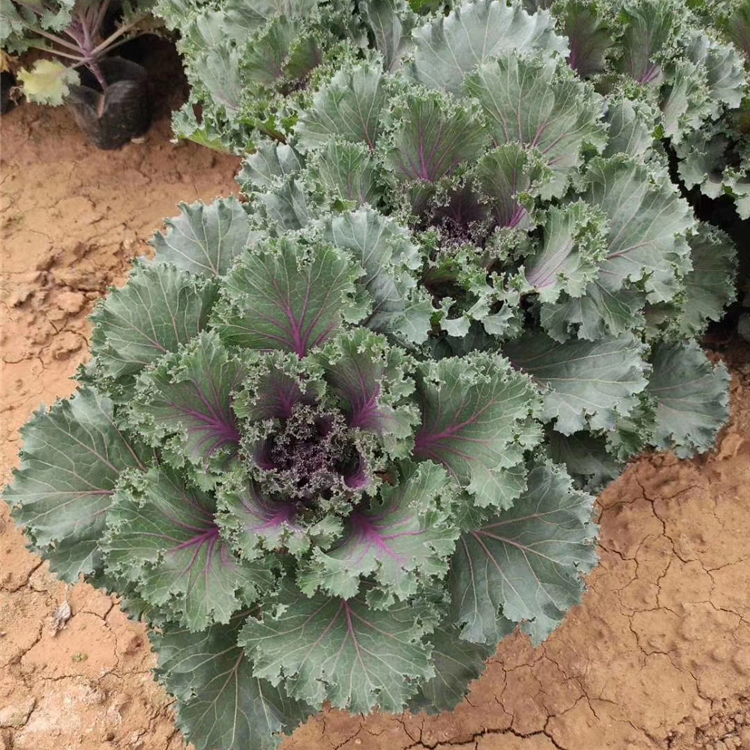 羽衣甘蓝培育基地 多叶色羽衣甘蓝 羽衣甘蓝盆栽苗