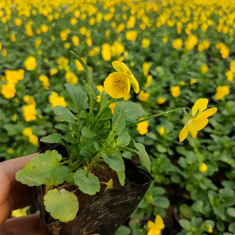 三色堇培育 三色堇基地 租摆花卉