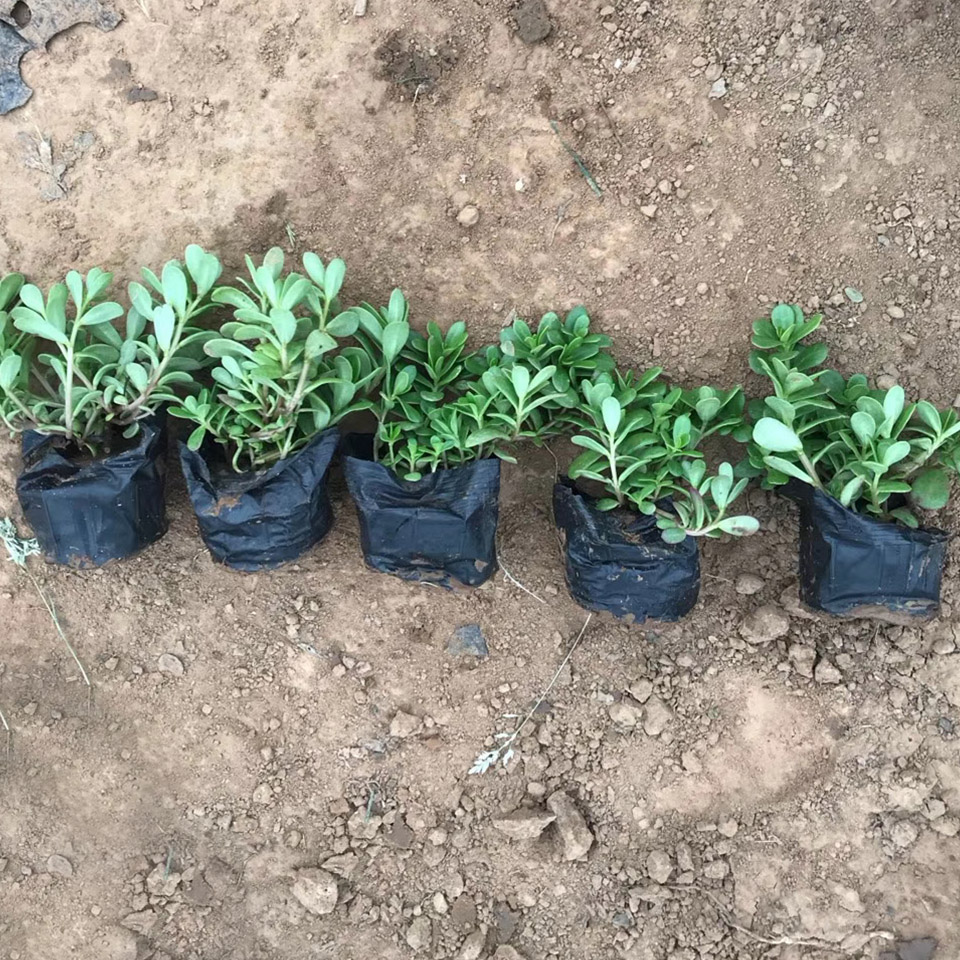 太阳花小苗价格 山东太阳花行情 河北太阳花种植基地
