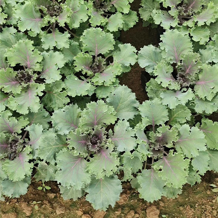 羽衣甘蓝 大量供应羽衣甘蓝 羽衣甘蓝盆栽苗