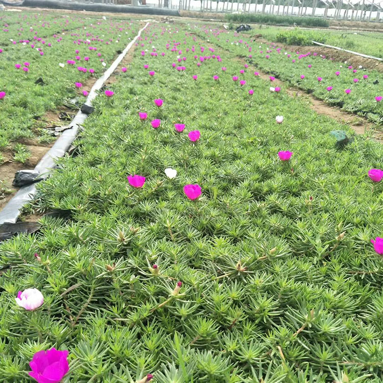 半枝莲花苗价格 半枝莲基地种植 青州半枝莲价格