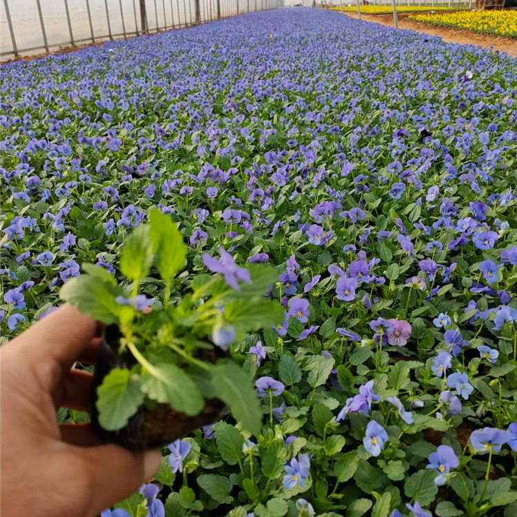 三色堇培育 苗圃直销三色堇 河北三色堇种植基地
