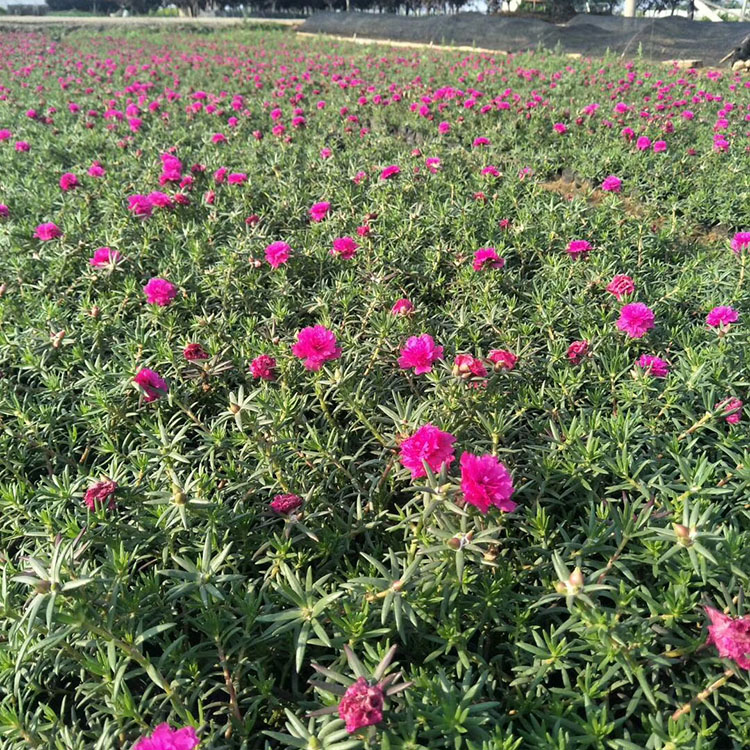 半枝莲花苗价格 半枝莲基地批发销售 半枝莲供应