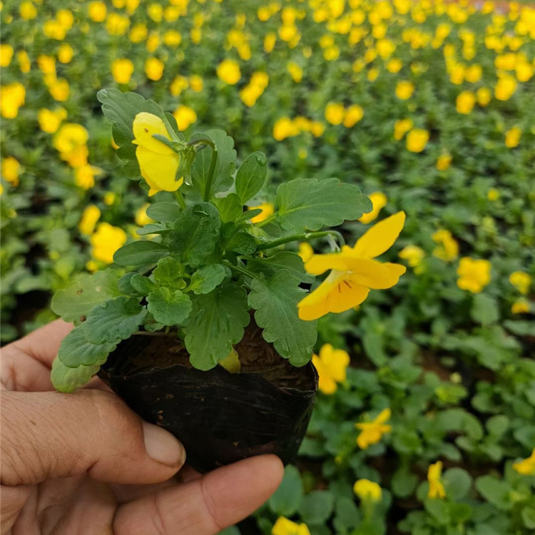 三色堇价格 三色堇盆栽 河北三色堇种植基地