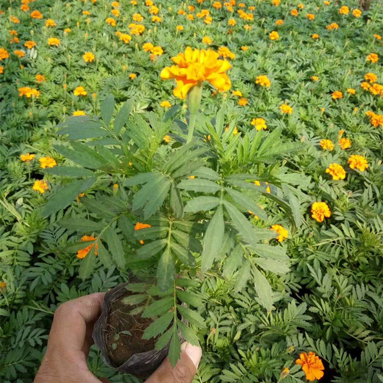 价格从优 孔雀草苗批发价格 青州孔雀草苗
