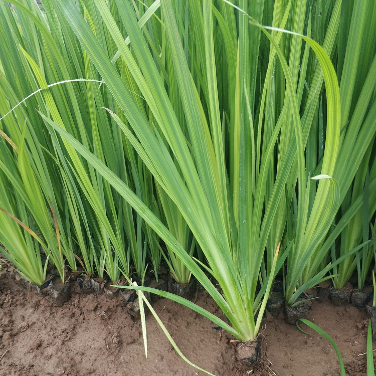 黄花鸢尾 水生植物苗木批发 青州水生鸢尾小苗 长势不错