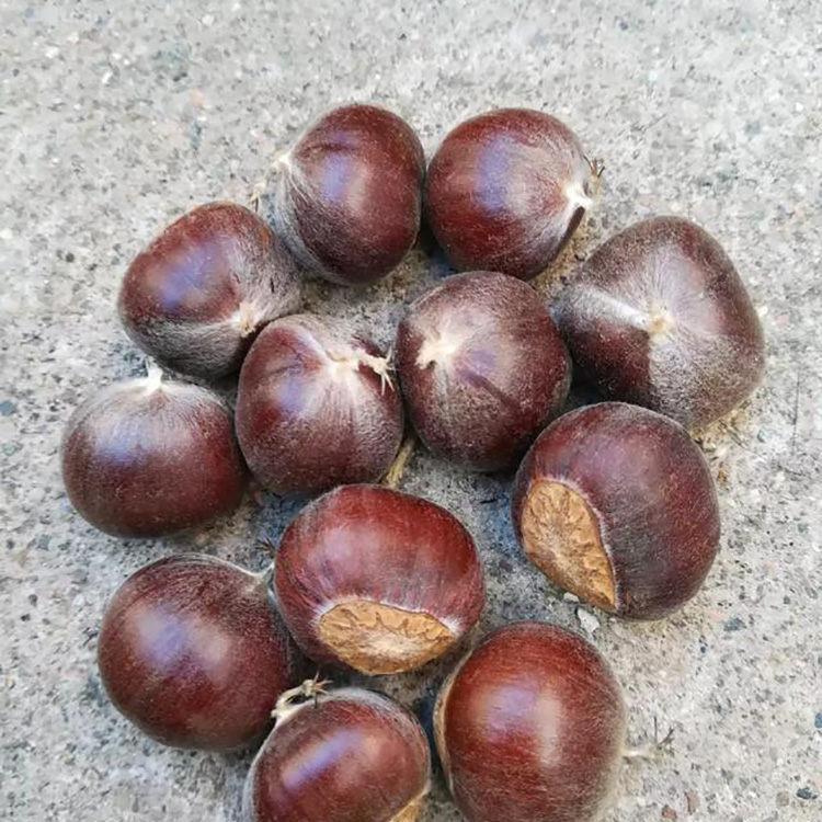 板栗经销处 迁西板栗大量供应批发