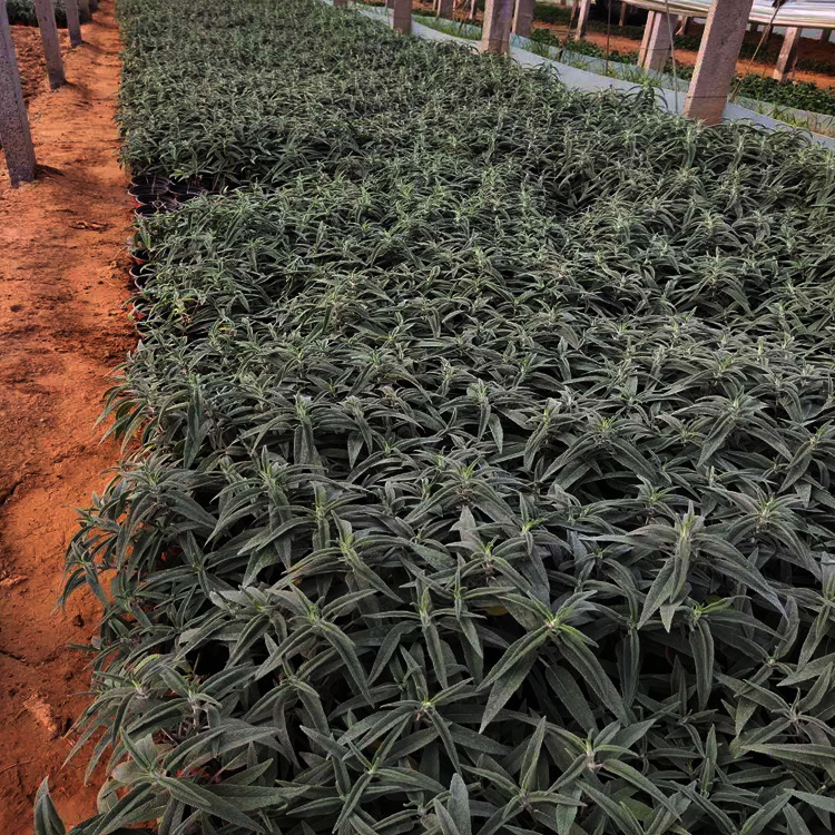 青州墨西哥鼠尾草价格 墨西哥鼠尾草出售 宿根花卉基地