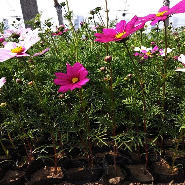 波斯菊价格 波斯菊出售 绿化用波斯菊 