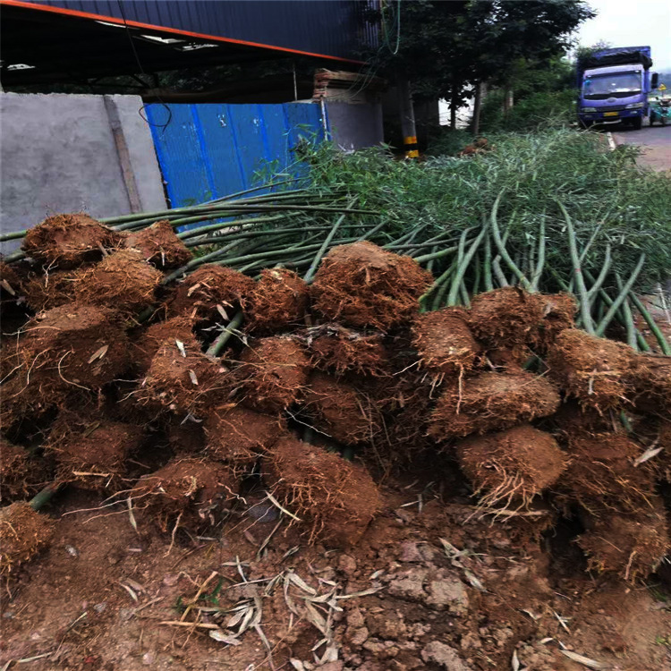 竹子价格 山东竹子 竹子种植基地