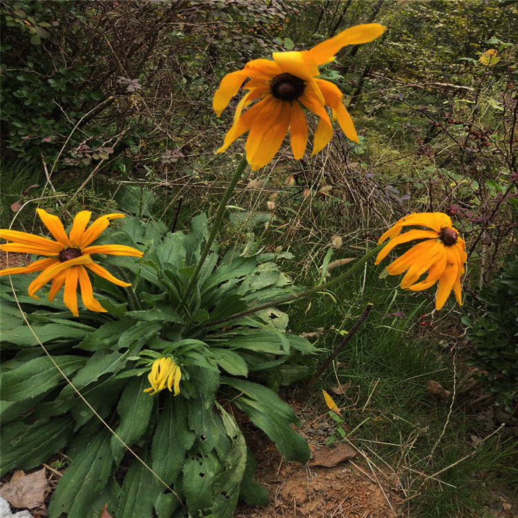 青州黑心菊 黑心菊供货商  宿根草花种植基地