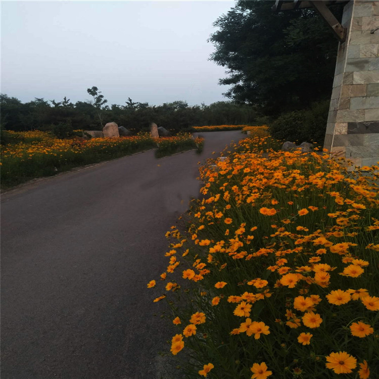青州金鸡菊小苗 金鸡菊价格 宿根地被种植基地