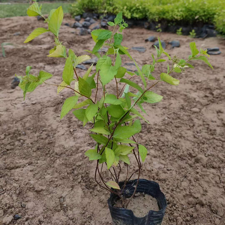 园林彩色地被植物  金山绣线菊报价  苗壮实生长快