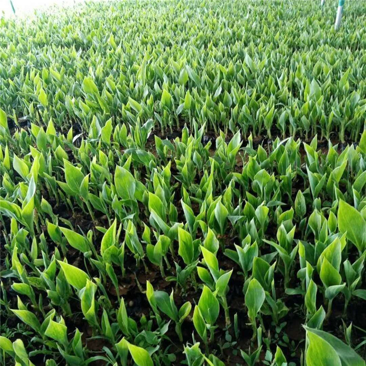 鑫杰大量出售紫玉簪  玉簪小苗  适应性好