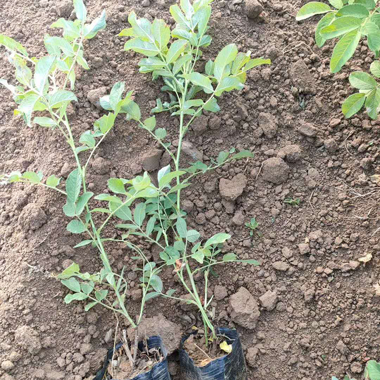 四季玫瑰直销 枝叶繁茂 山东四季玫瑰