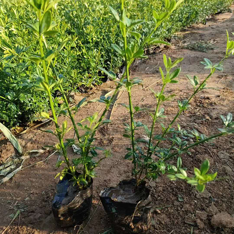 迎春花盆栽出售  耐寒迎春 易成活  花期2-4月 有清香 花色金黄
