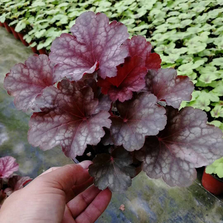 冬季花卉造型租摆 点缀用 彩叶草盆栽  彩叶草报价