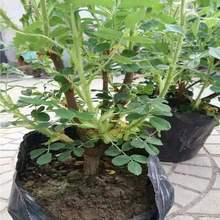 鲜切花朵四季玫瑰   四季玫瑰价格  基地直供