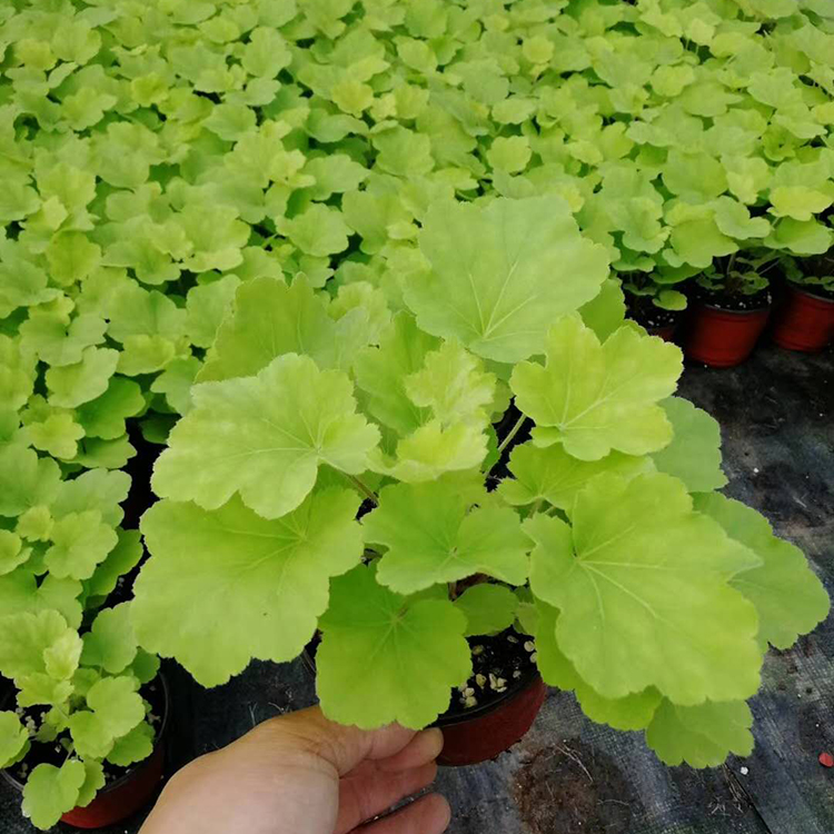 城市绿化矾根小苗 色系丰富 适合租摆观赏 景点造型打造就用矾根