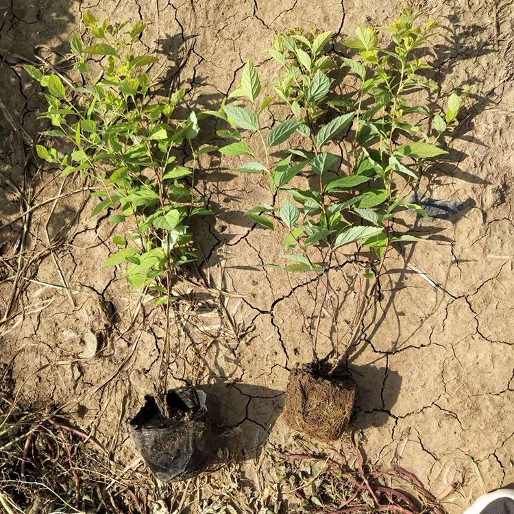 鑫杰花卉苗木直销 落叶金山绣线菊 金山绣线菊价格