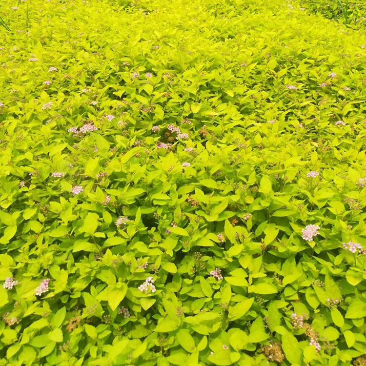 花境花坛绿化植物  金山绣线菊批发  春季金黄夏季开粉红花