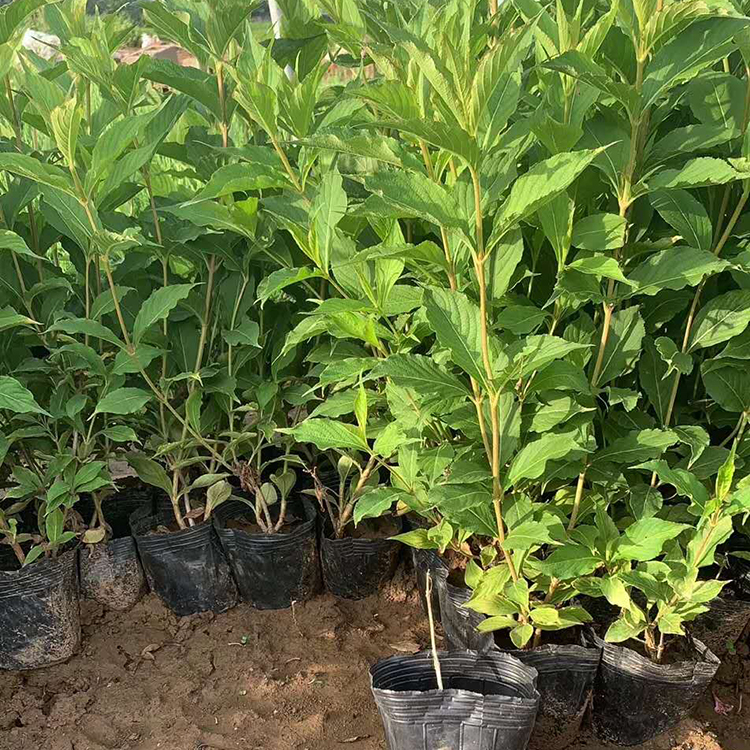 绿化工程用苗 红王子锦带苗 红王子锦带批发商