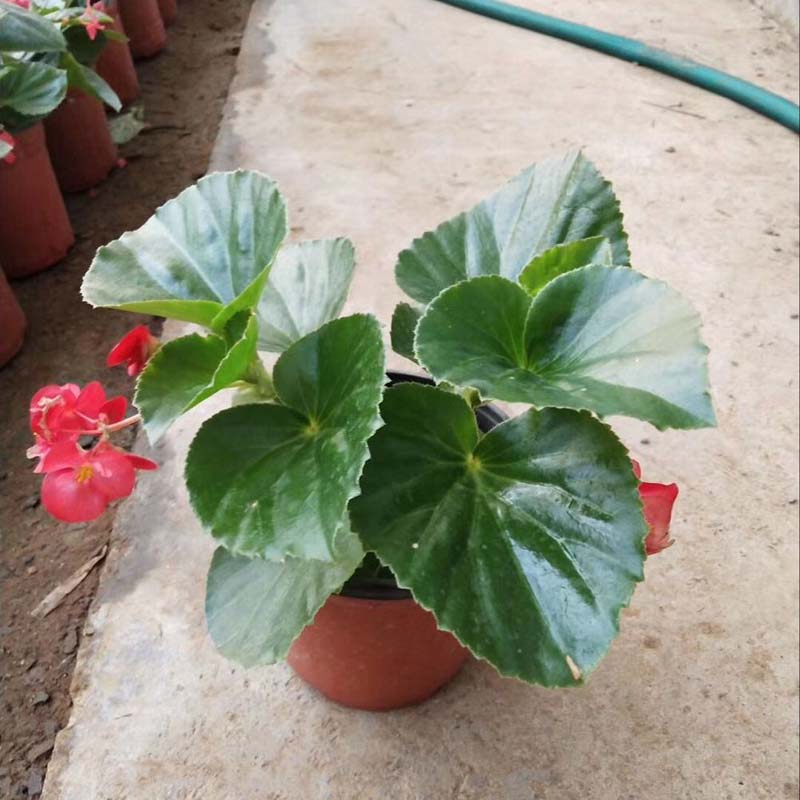 四季海棠 青州草花 四季海棠基地