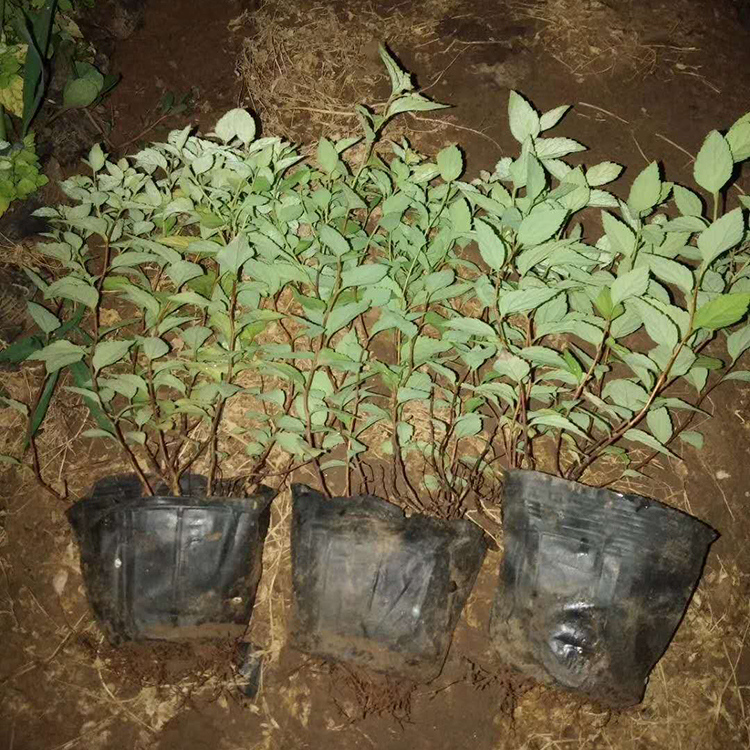 鑫杰  金山绣线菊批发  庭院绿化建设