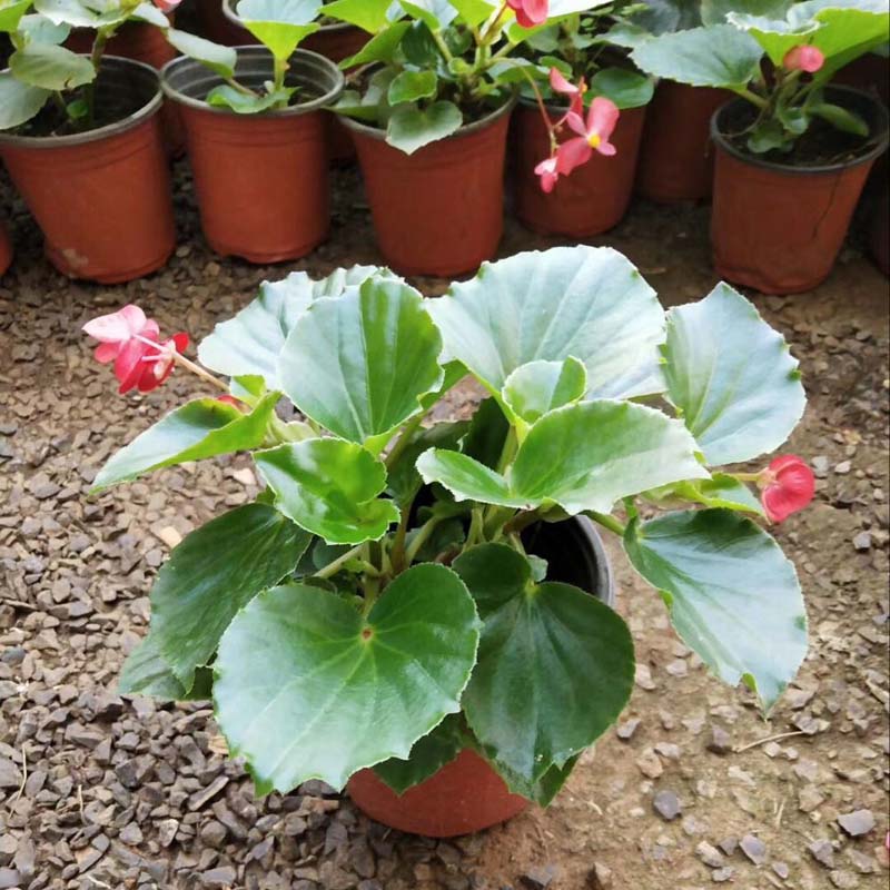 多年生草本植物 四季海棠盆栽 四季海棠盆栽供应商