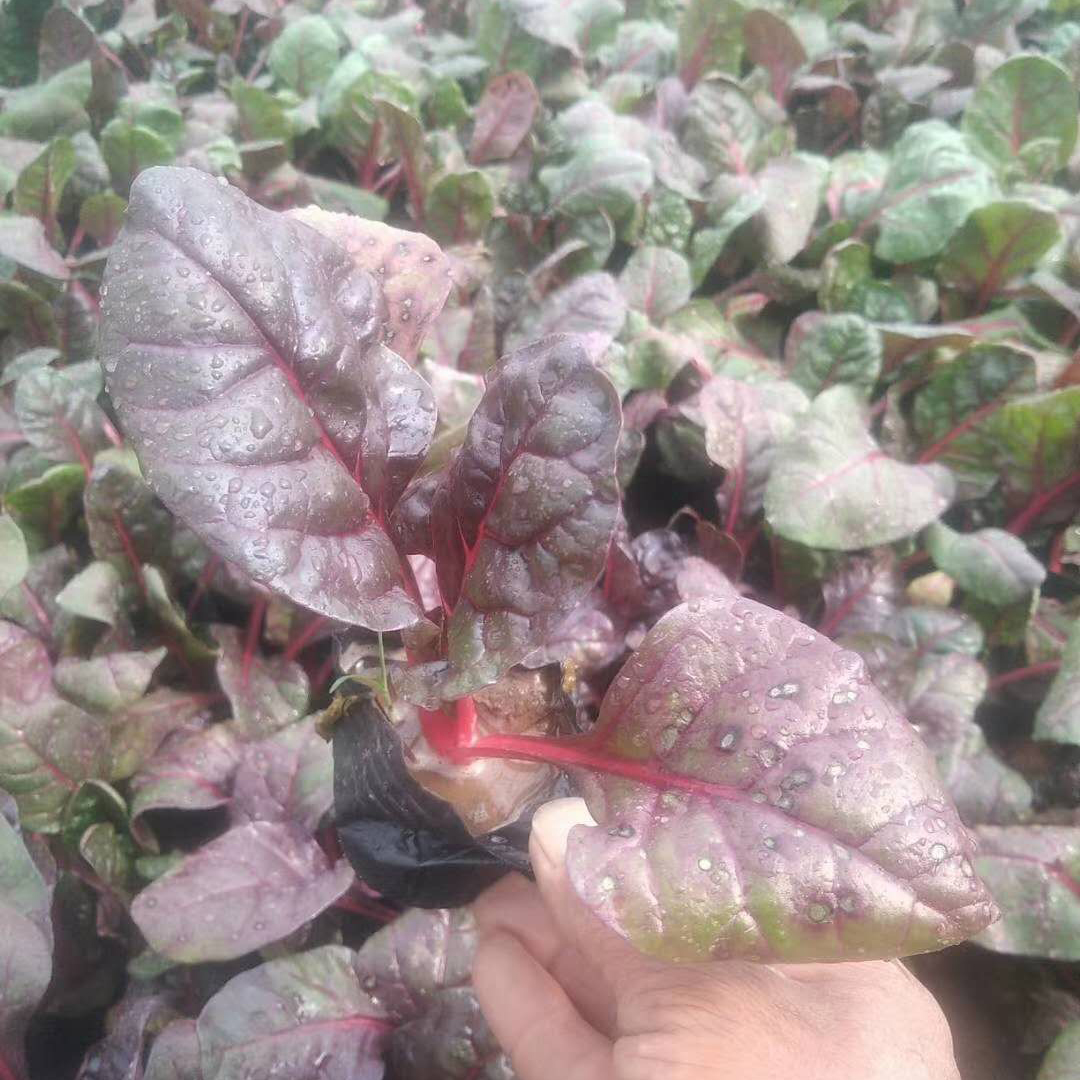 营养袋红叶波菜  红叶菠菜批发商  山东红叶菠菜培育基地