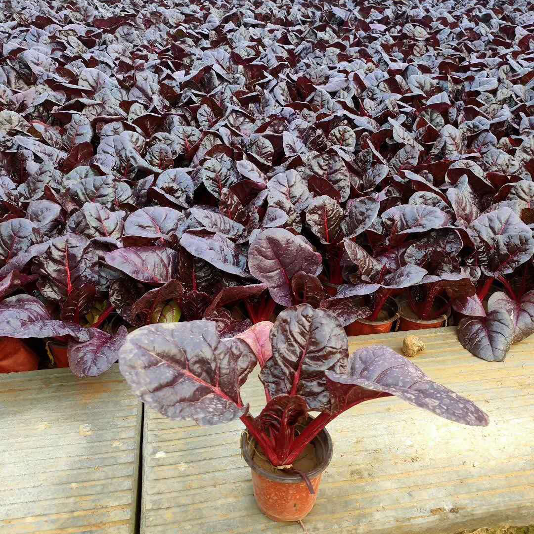 耐寒花卉红叶菠菜  红叶菠菜报价  青州红叶菠菜种植基地