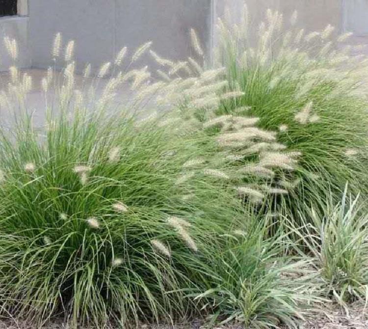 宸涵  基地狼尾草报价  小兔子狼尾草批发
