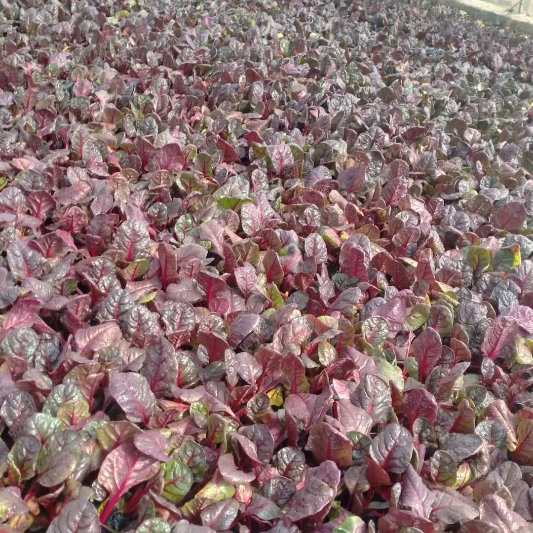 冬季草花红叶波菜  红叶菠菜价格  青州红叶菠菜种植基地