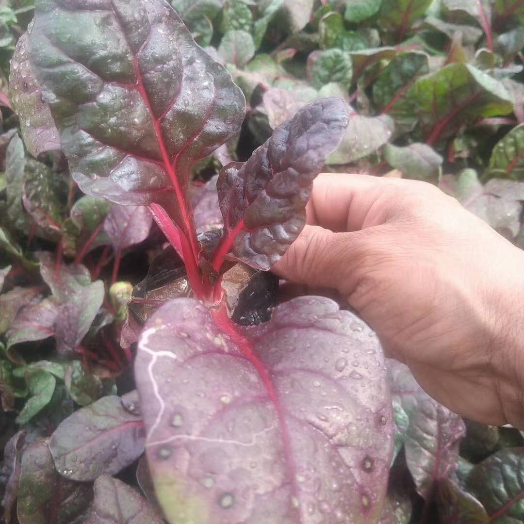 耐寒花卉红叶菠菜  红叶菠菜报价  红叶菠菜耐寒抗冻
