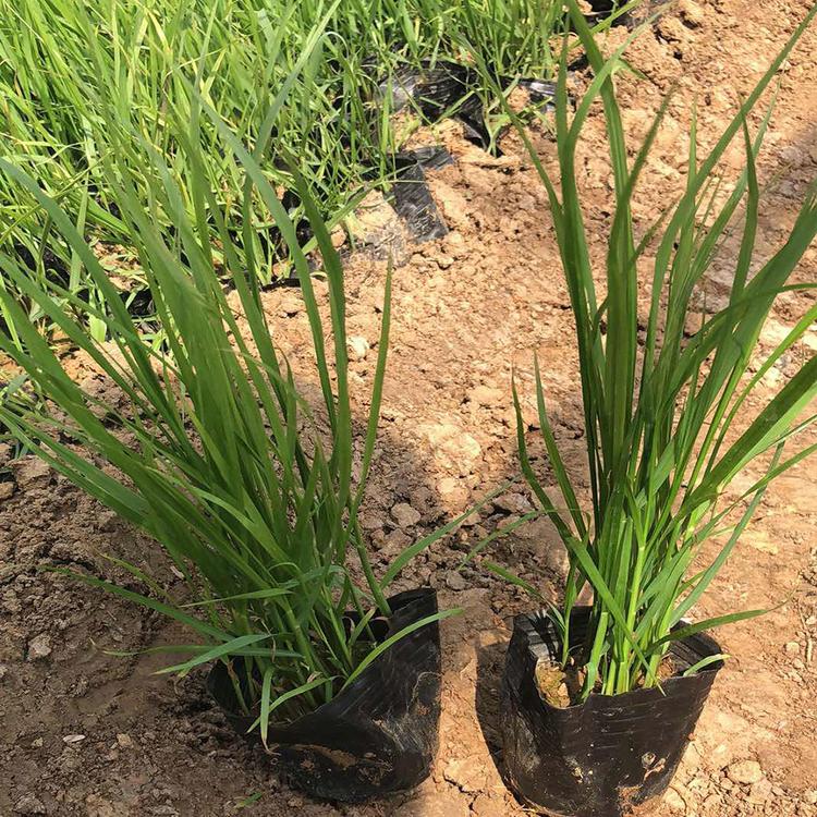 宸涵  狼尾草大量出售  狼尾草批发