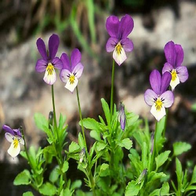 基地供应多色三色堇  三色堇种苗  三色堇种植基地