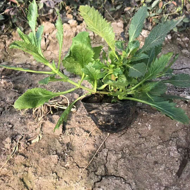 马鞭草基地供应   马鞭草供应  多年生直立草本植物