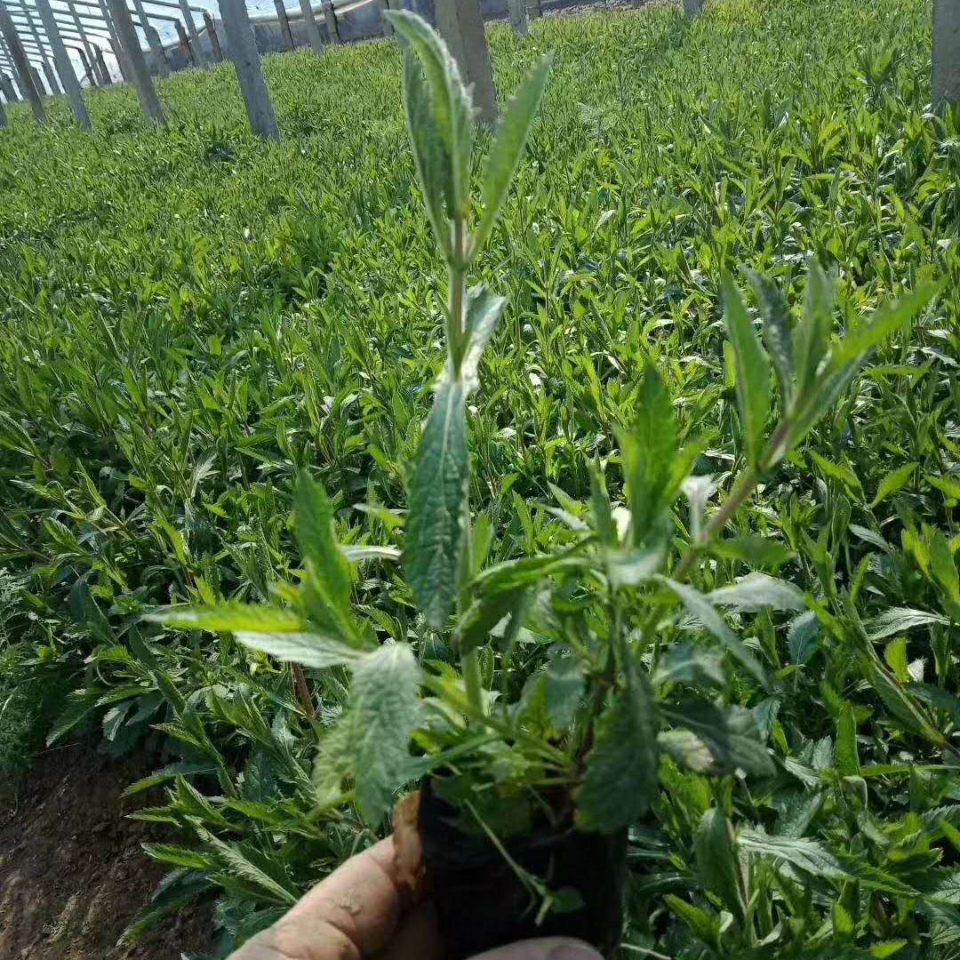 花海工程马鞭草  马鞭草供应  柳叶马鞭草基地