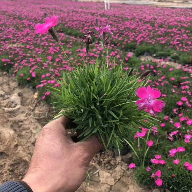 订购报价矮石竹  矮石竹盆栽  矮石竹苗圃直发