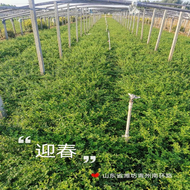 基地大量出售迎春花  迎春花花苗  长期供应