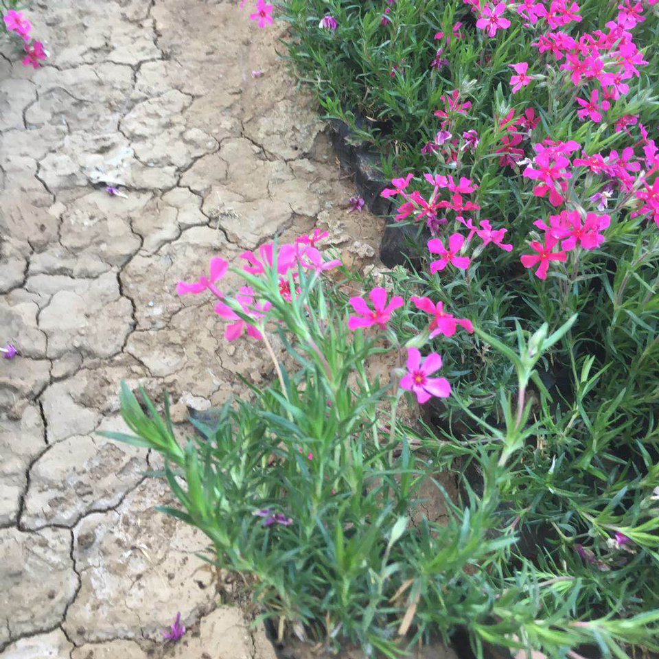 丛生福禄考  福禄考花海  绿化植物