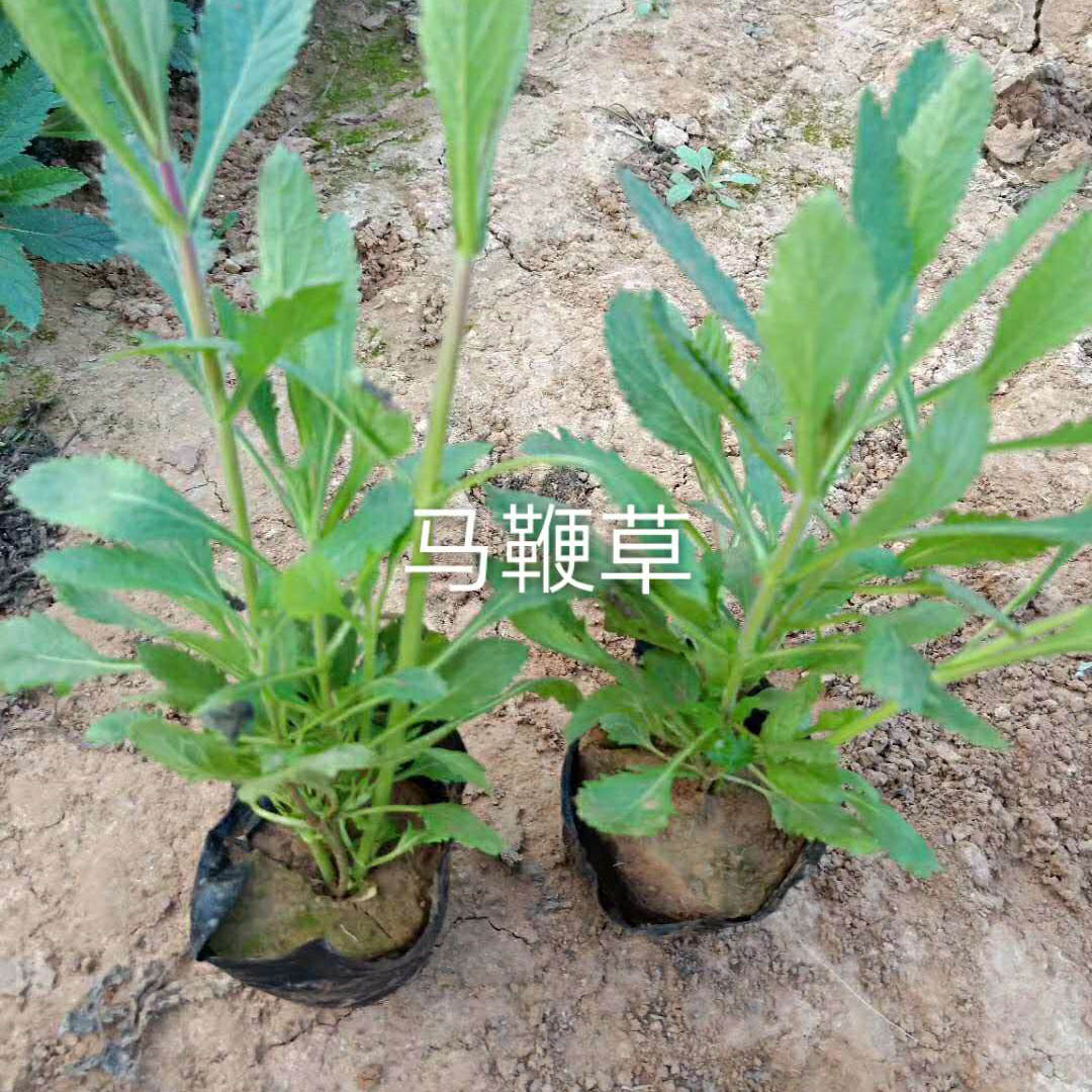 南美柳叶马鞭草  马鞭草供应  四季马鞭草种植基地