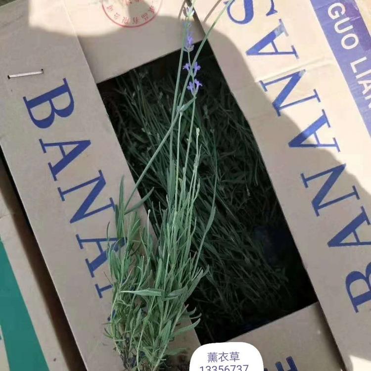 花海薰衣草  批发薰衣草  薰衣草基地供应