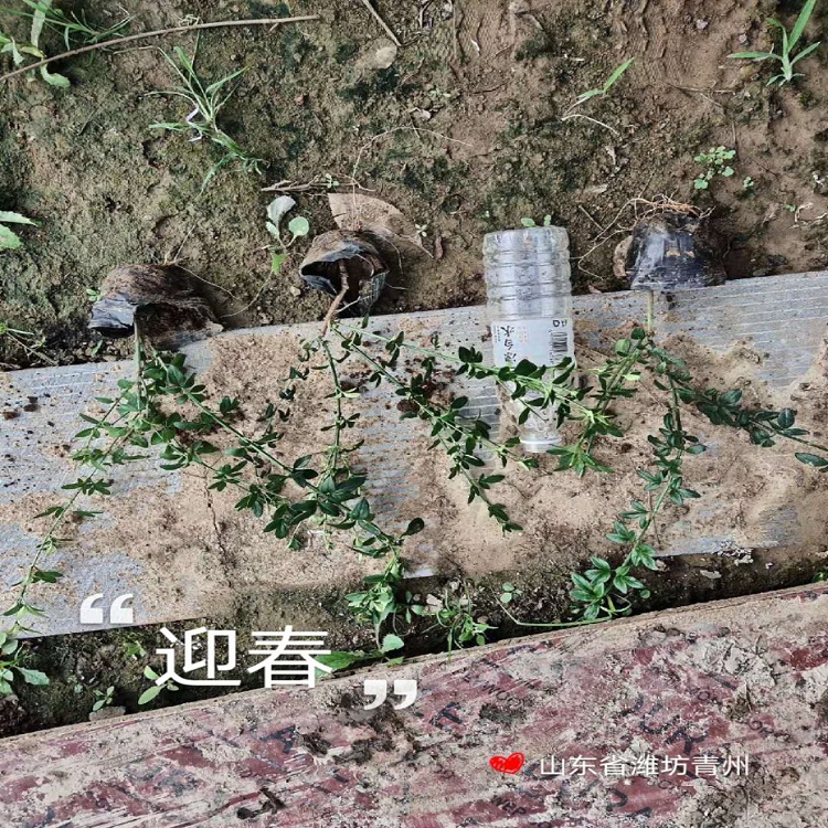 观赏花草迎春  迎春花供应商  长期供应