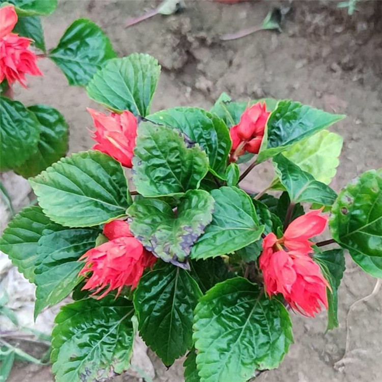 供应质量好的花卉一串红  供应一串红  山东一串红